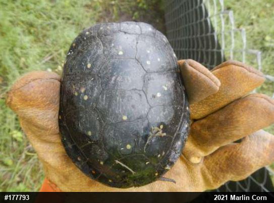 Spotted Turtle
