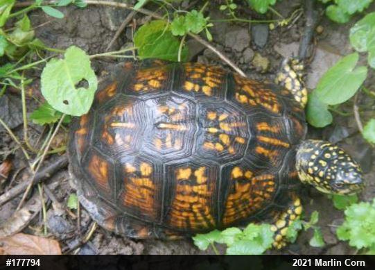 Eastern Box Turtle