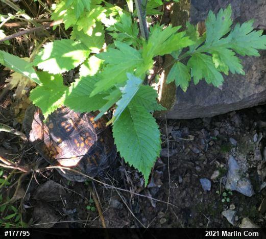 Eastern Box Turtle