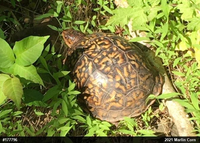 Eastern Box Turtle