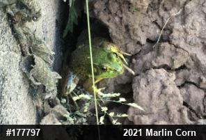 Green Frog