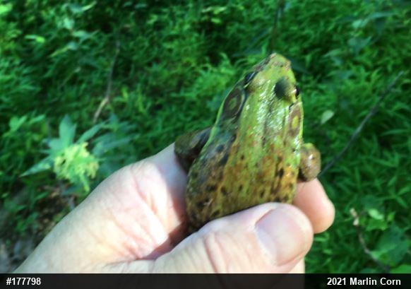 Green Frog