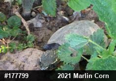 Eastern Musk Turtle