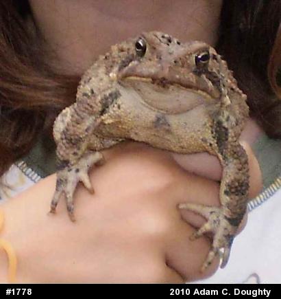 Eastern American Toad