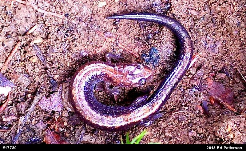 Eastern Red-backed  Salamander