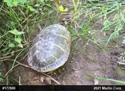 Eastern Painted Turtle