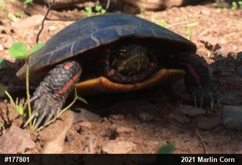 Painted Turtle