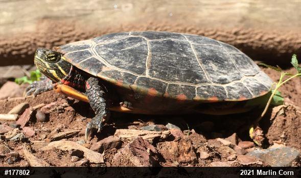 Eastern Painted Turtle
