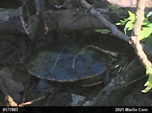 Eastern Painted Turtle