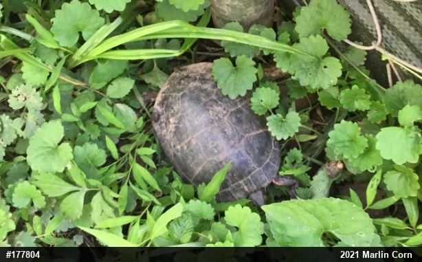 Eastern Painted Turtle