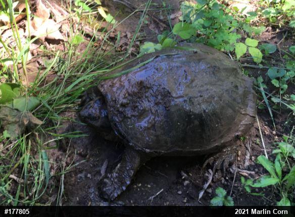 Snapping Turtle