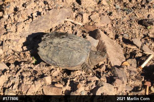 Snapping Turtle