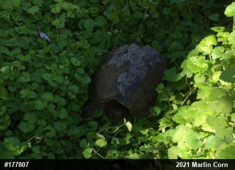 Snapping Turtle