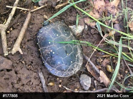 Spotted Turtle