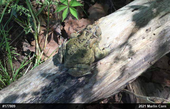 Eastern American Toad
