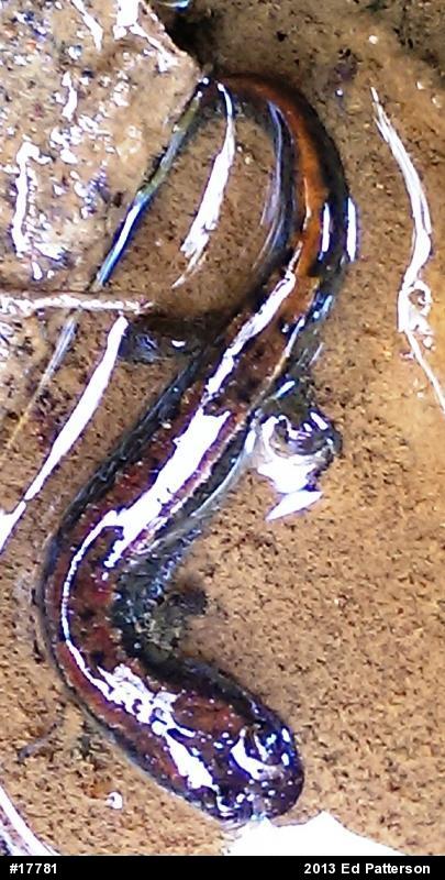 Northern Dusky Salamander