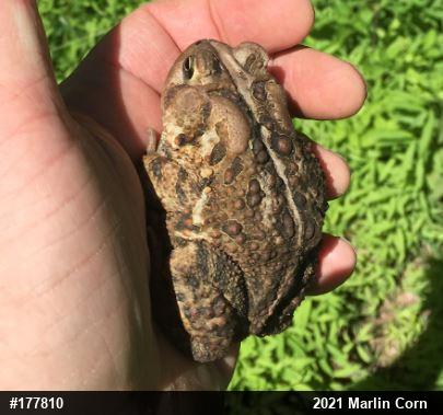 Eastern American Toad
