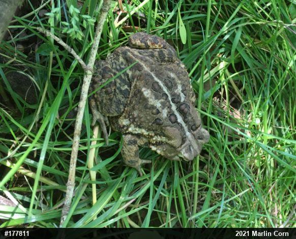 Eastern American Toad