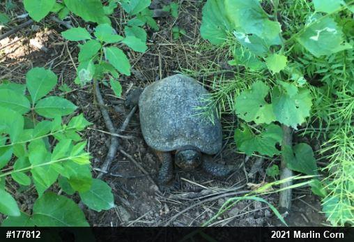 Wood Turtle