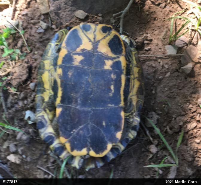 Red-eared Slider