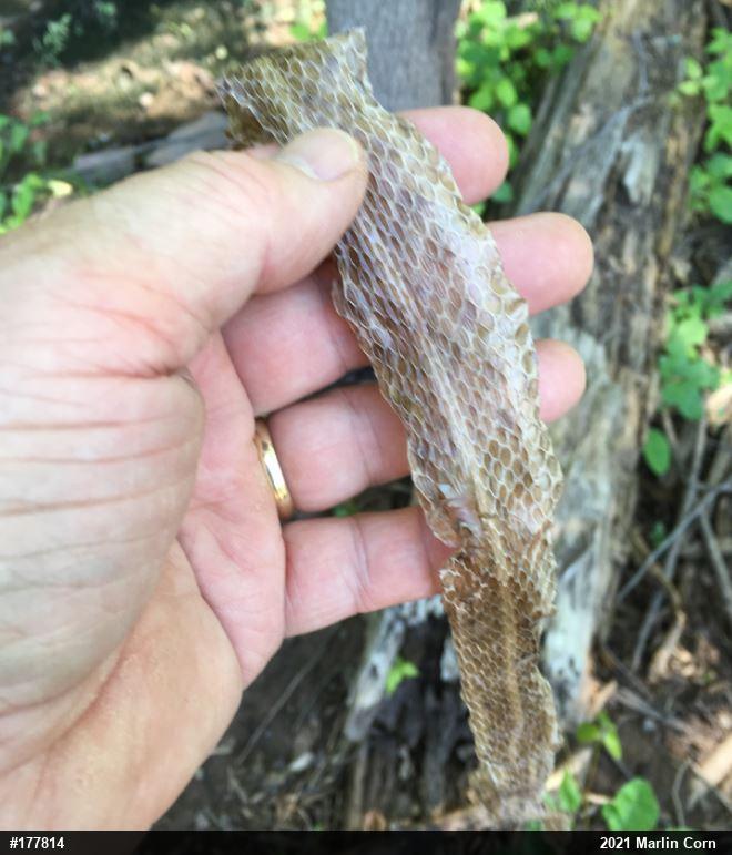 Eastern Gartersnake