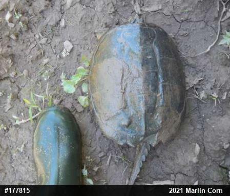 Snapping Turtle