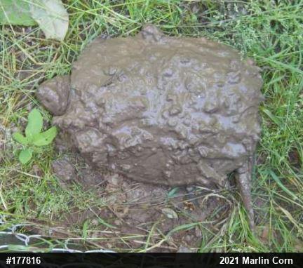 Snapping Turtle