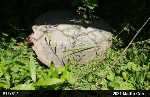 Snapping Turtle