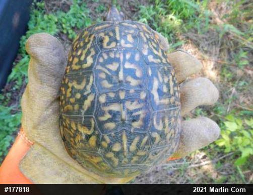 Eastern Box Turtle
