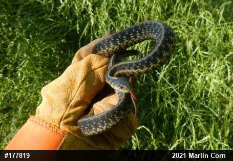 Eastern Gartersnake