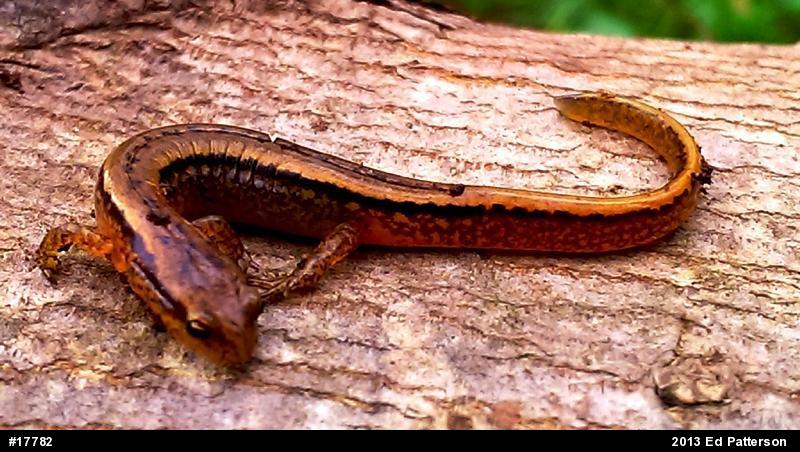 Northern Two-lined Salamander