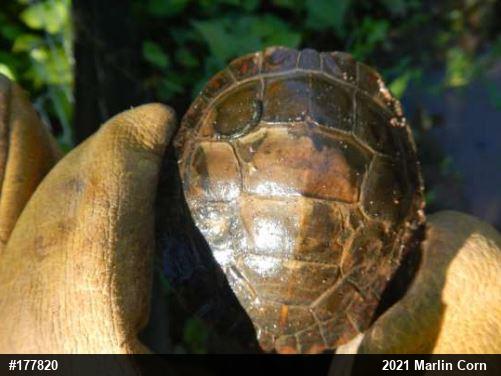 Eastern Painted Turtle