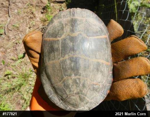 Eastern Painted Turtle