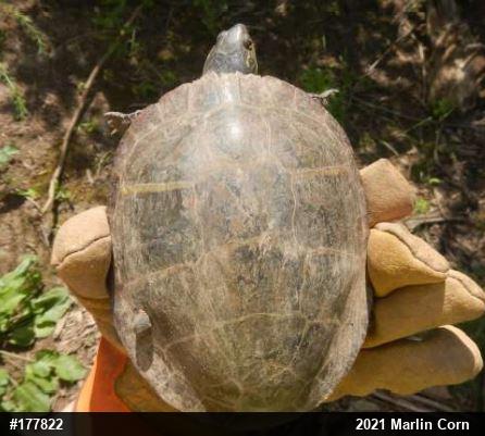 Eastern Painted Turtle