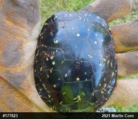 Spotted Turtle