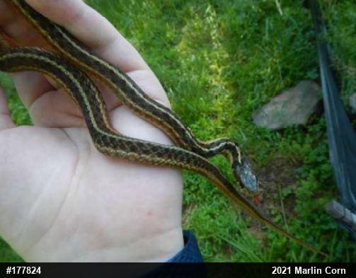 Eastern Gartersnake
