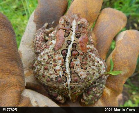 Eastern American Toad