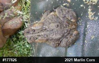 Eastern American Toad