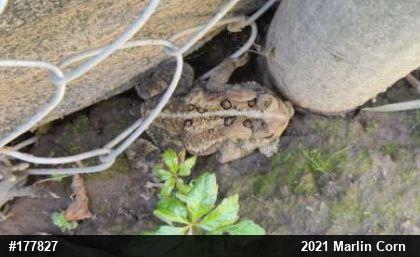 Eastern American Toad