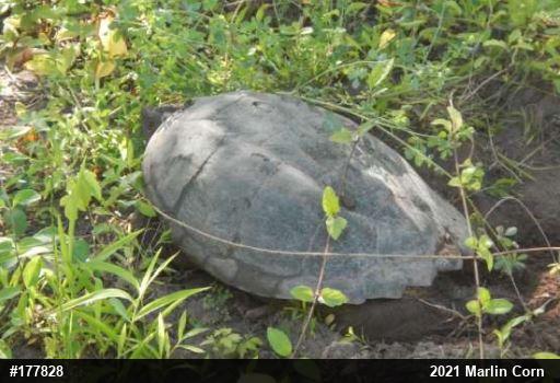 Snapping Turtle
