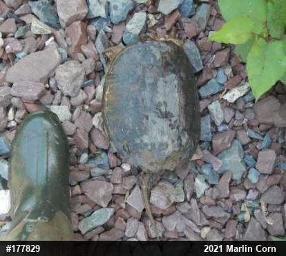 Snapping Turtle
