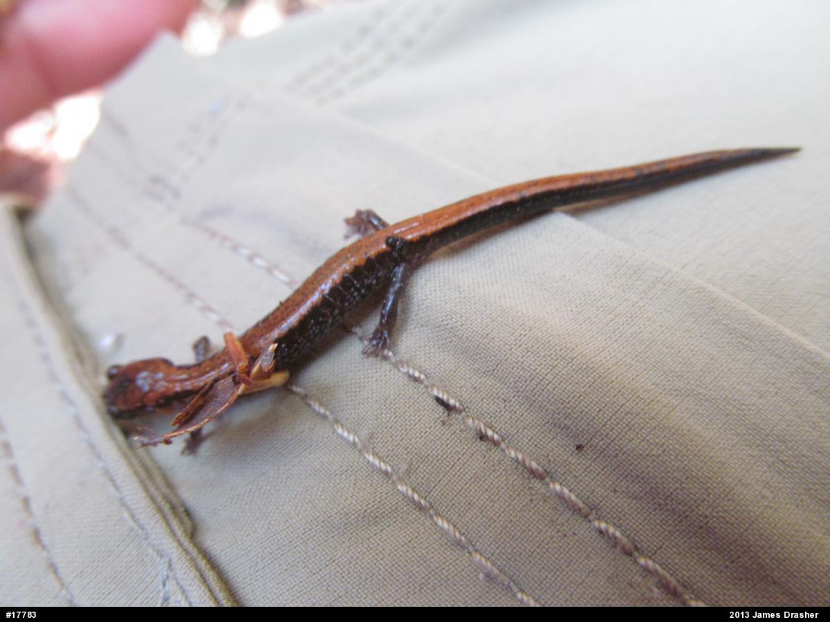 Eastern Red-backed  Salamander