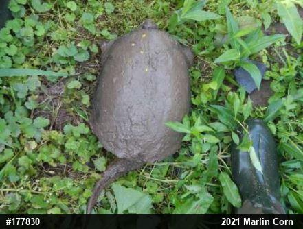 Snapping Turtle