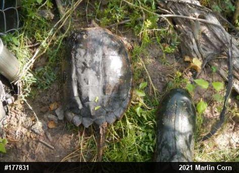 Snapping Turtle
