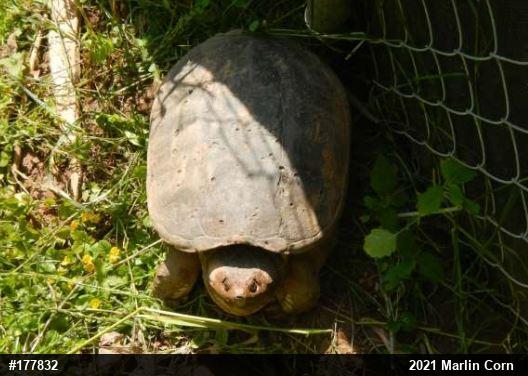 Snapping Turtle