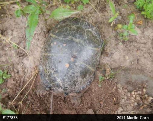 Eastern Painted Turtle