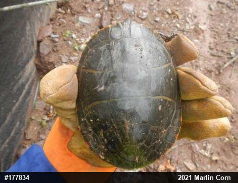 Eastern Painted Turtle