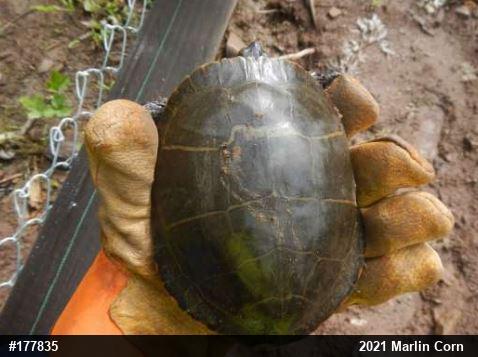 Eastern Painted Turtle