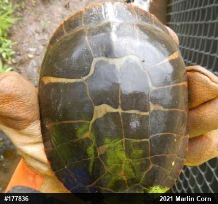 Painted Turtle