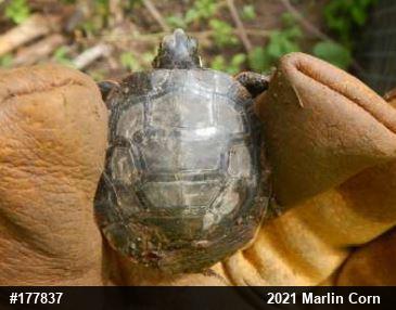 Painted Turtle